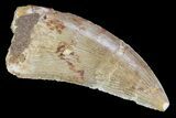 Serrated, Carcharodontosaurus Tooth - Real Dinosaur Tooth #72849-1